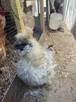 Silkie Chicken - Male - 3