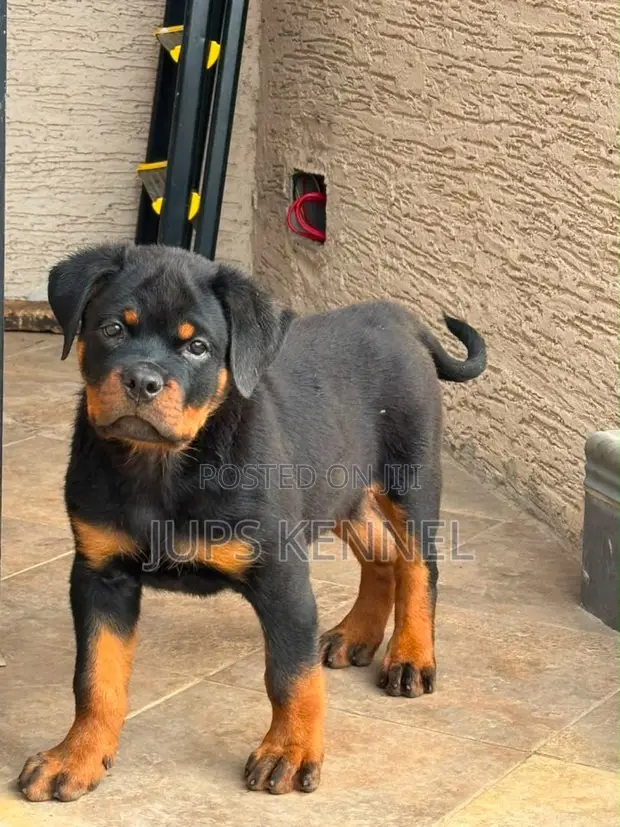 1-3 Month Female Purebred Rottweiler Puppy - 1