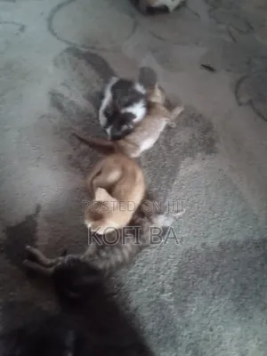 Female Purebred Cat (1-3 Months)