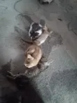 Female Purebred Cat (1-3 Months) - 1