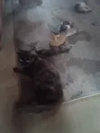 Female Purebred Cat (1-3 Months) - 2