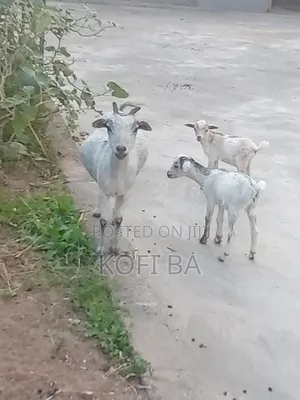 Pregnant Female Goats with Two Female Kids