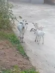 Pregnant Female Goats with Two Female Kids - 2
