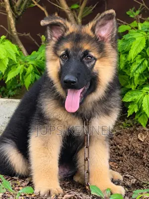 1-3 Month Old Female Purebred German Shepherd Puppy