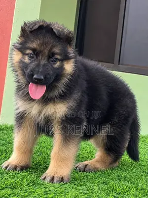 Purebred German Shepherd Puppy (1-3 Months)