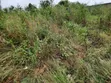 Reduced Price: Litigation-Free Land in Mankessim Gyadu Nkwanta - 2