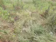 Reduced Price: Litigation-Free Land in Mankessim Gyadu Nkwanta - 3
