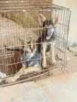 Purebred German Shepherd Puppy - 1-3 Months Old - 1