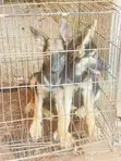 Purebred German Shepherd Puppy - 1-3 Months Old - 2