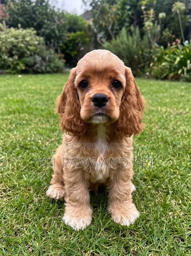Female Purebred Cocker Spaniel Puppy (1-3 Months) - 1