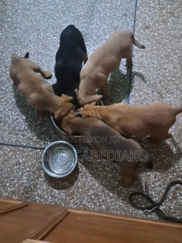 1-3 Month Male Mixed Breed Boerboel Puppy - 1