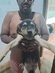 1-3 Month Male Mixed Breed Boerboel Puppy - 2