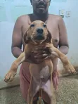 1-3 Month Male Mixed Breed Boerboel Puppy - 3