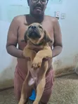 1-3 Month Male Mixed Breed Boerboel Puppy - 4
