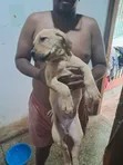 1-3 Month Male Mixed Breed Boerboel Puppy - 5