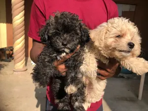 Purebred Poodle Puppy - 1-3 Months Old