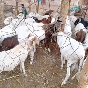 Healthy Sheep for Sale