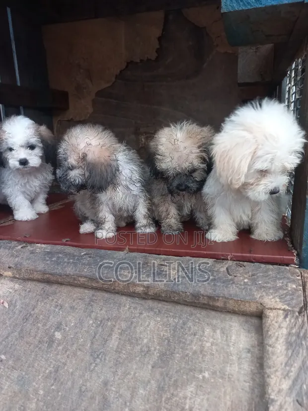 Purebred Female Poodle Puppy (1-3 Months) - 1