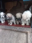 Purebred Female Poodle Puppy (1-3 Months) - 1