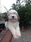 Purebred Female Poodle Puppy (1-3 Months) - 2