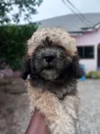 Purebred Female Poodle Puppy (1-3 Months) - 3