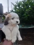 Purebred Female Poodle Puppy (1-3 Months) - 4