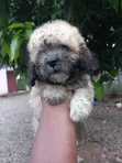 Purebred Female Poodle Puppy (1-3 Months) - 5