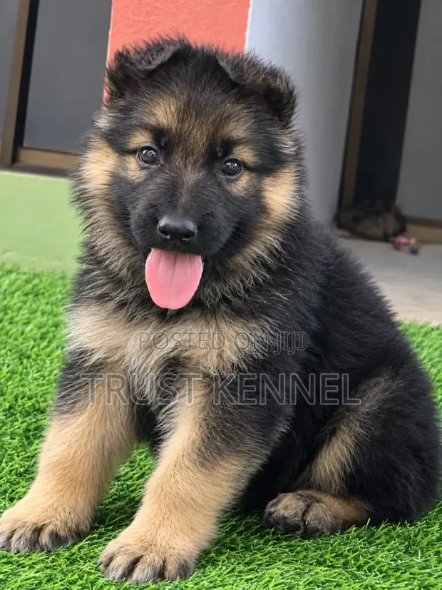 Female Purebred German Shepherd Puppy (1-3 Months) - 1