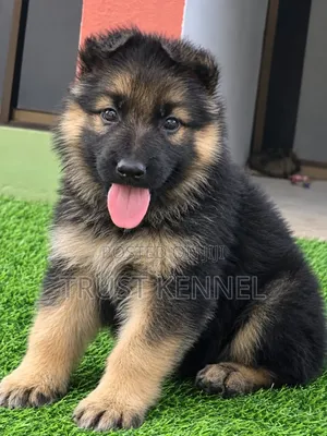 Female Purebred German Shepherd Puppy (1-3 Months)