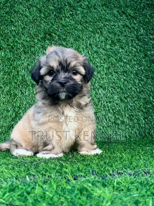 Purebred Poodle Puppy - 1-3 Months Old - 1