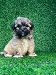 Purebred Poodle Puppy - 1-3 Months Old - 1