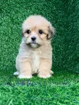 Purebred Poodle Puppy - 1-3 Months Old - 2