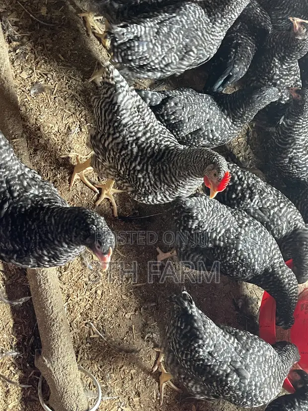 Plymouth Rock Roosters - 1