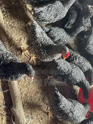 Plymouth Rock Roosters