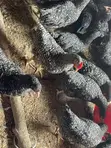 Plymouth Rock Roosters - 1