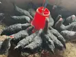 Plymouth Rock Roosters - 2