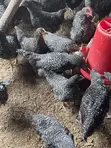 Plymouth Rock Roosters - 3