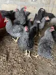 Plymouth Rock Roosters - 4