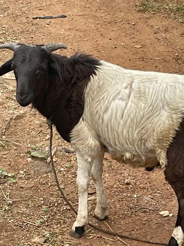 Crossed Breed Ram - 6 Months Old - 1