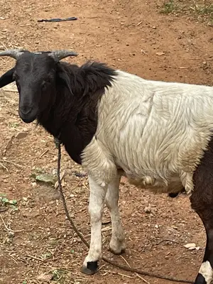 Crossed Breed Ram - 6 Months Old