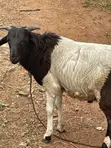 Crossed Breed Ram - 6 Months Old - 1
