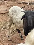 Crossed Breed Ram - 6 Months Old - 2