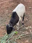 Crossed Breed Ram - 6 Months Old - 3