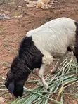 Crossed Breed Ram - 6 Months Old - 4