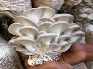 Fresh Oyster Mushrooms