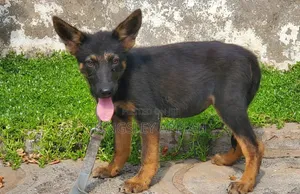 Female Purebred German Shepherd Puppy (1-3 Months)