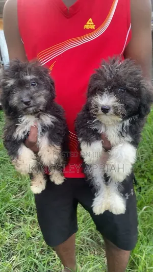 Female Purebred Poodle Puppy (1-3 Months)