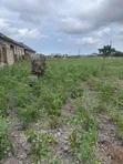8 Plots of Land for Sale in Millennium City - 3