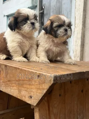 Purebred Shih Tzu Puppy - Female, 1-3 Months