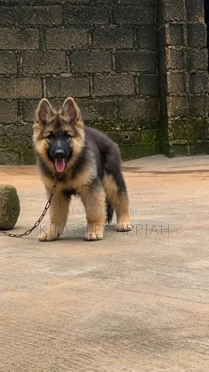 1-3 Month Male Purebred German Shepherd